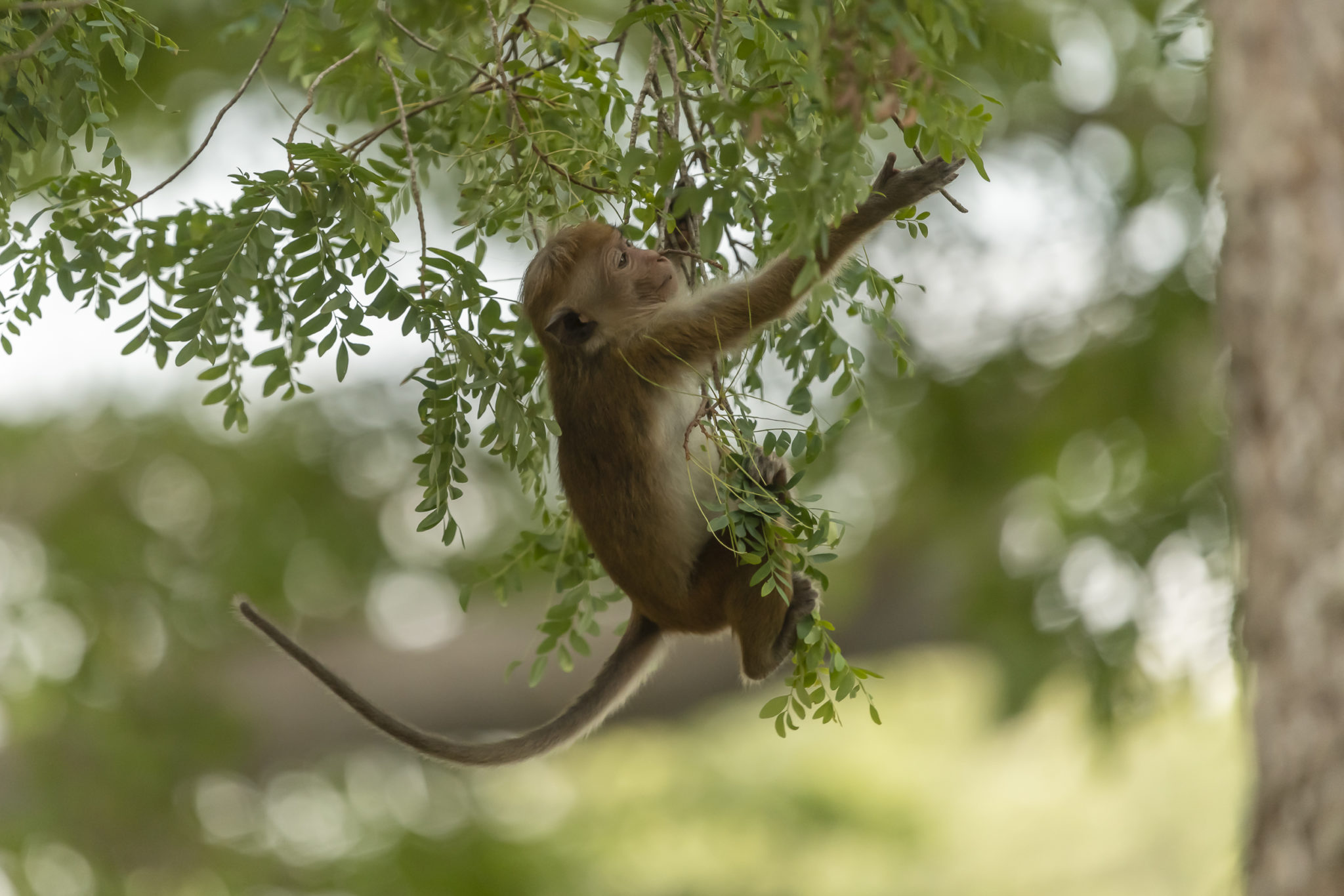 Rhesusaffe (Macaca mulatta)