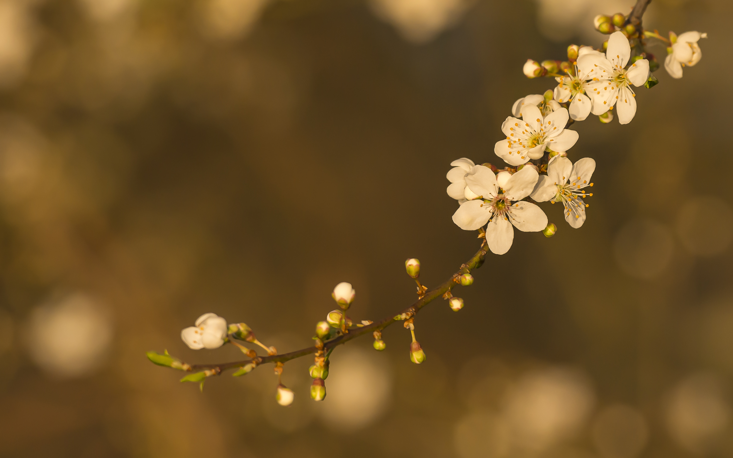 Naturfotografie Olaf & Sylvia Rentzsch, blüte, Frühling