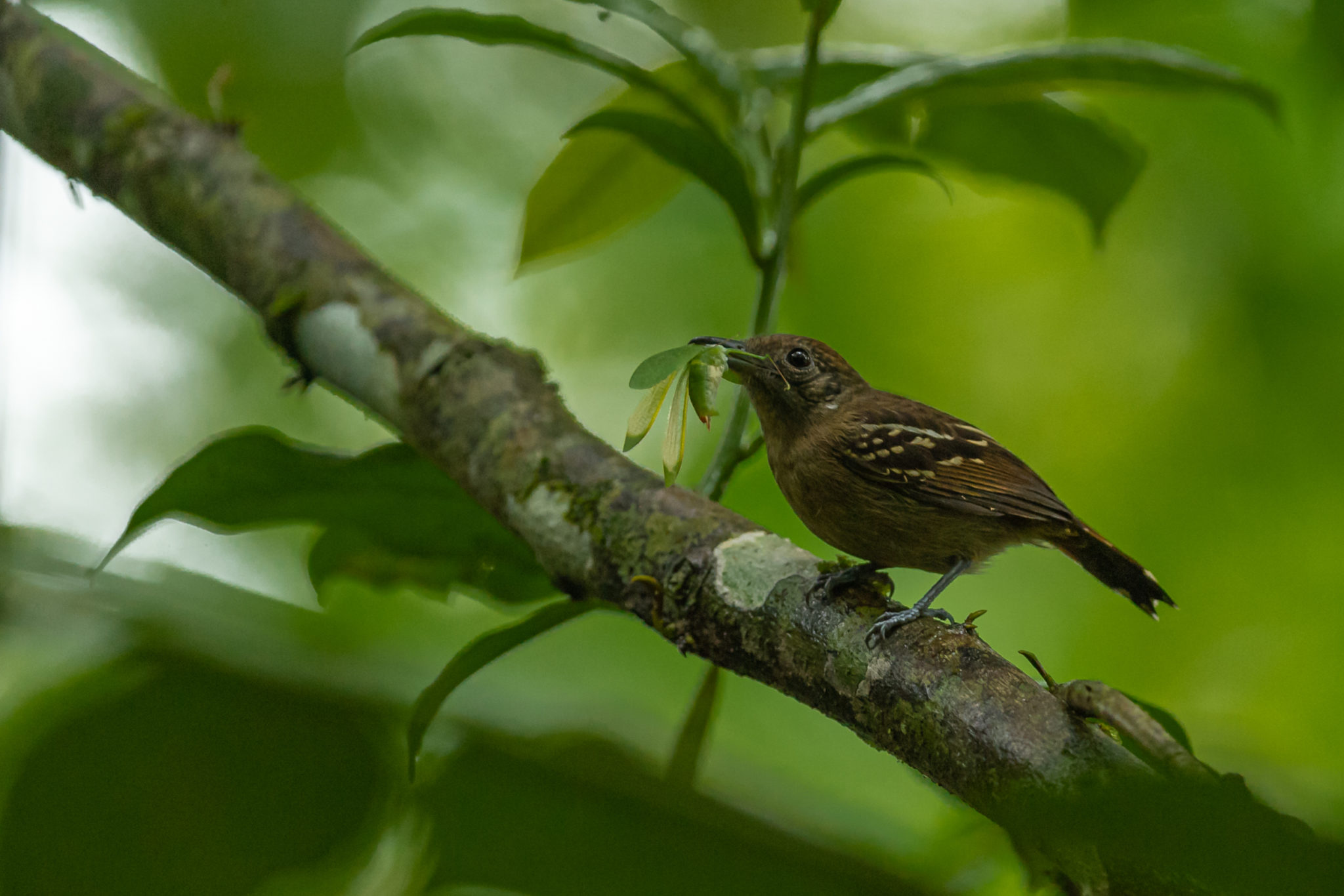 weiblicher,Westlicher Tropfenameisenwürger ♀ (Thamnophilus atrinucha), Naturfotografie olaf & Sylvia Rentzsch