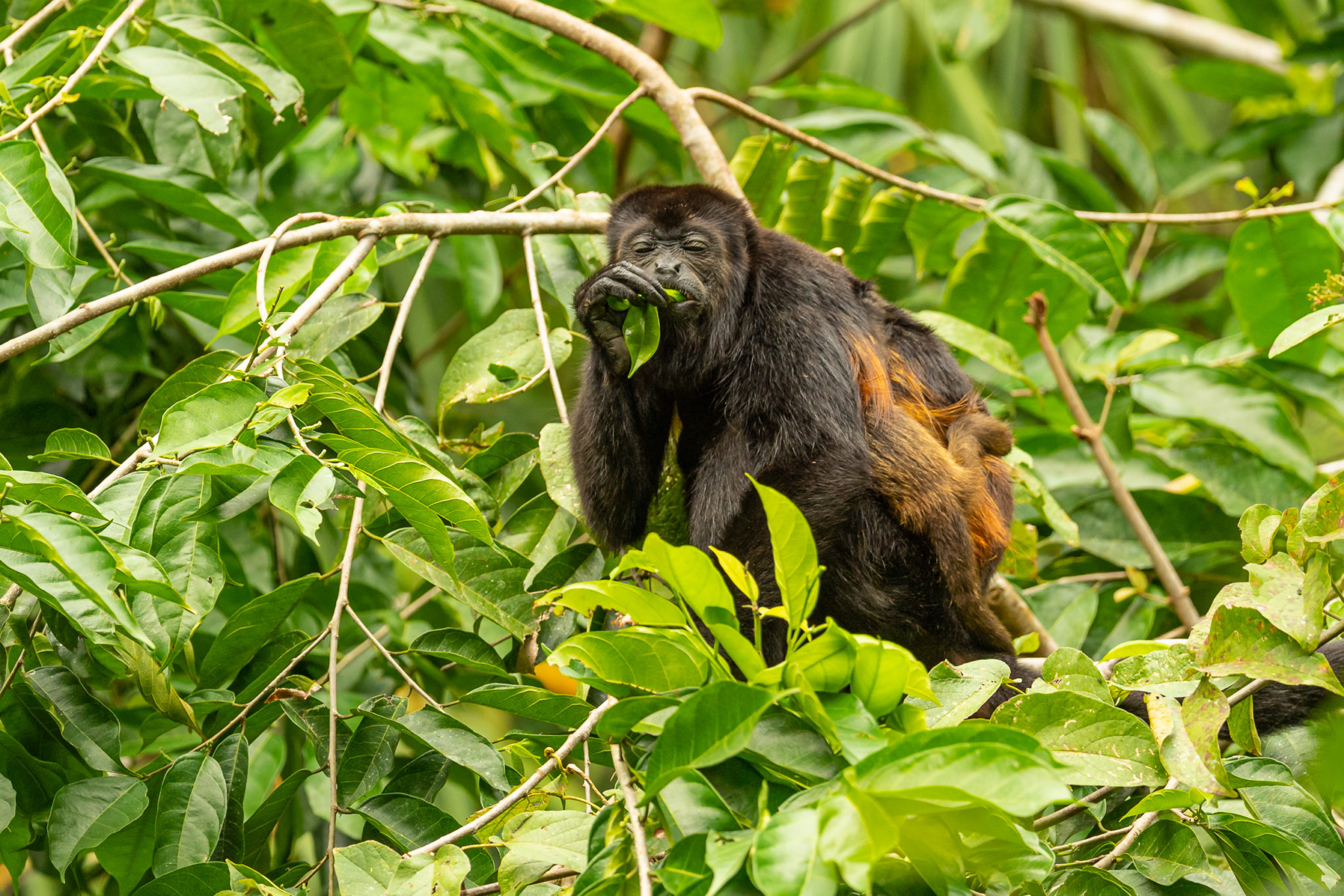 Brüllafenmutti (Alouatta) mit Baby beim Fressen im Regenwald von Costa Rica, Naturfotografie Olaf & Sylvia Rentzsch