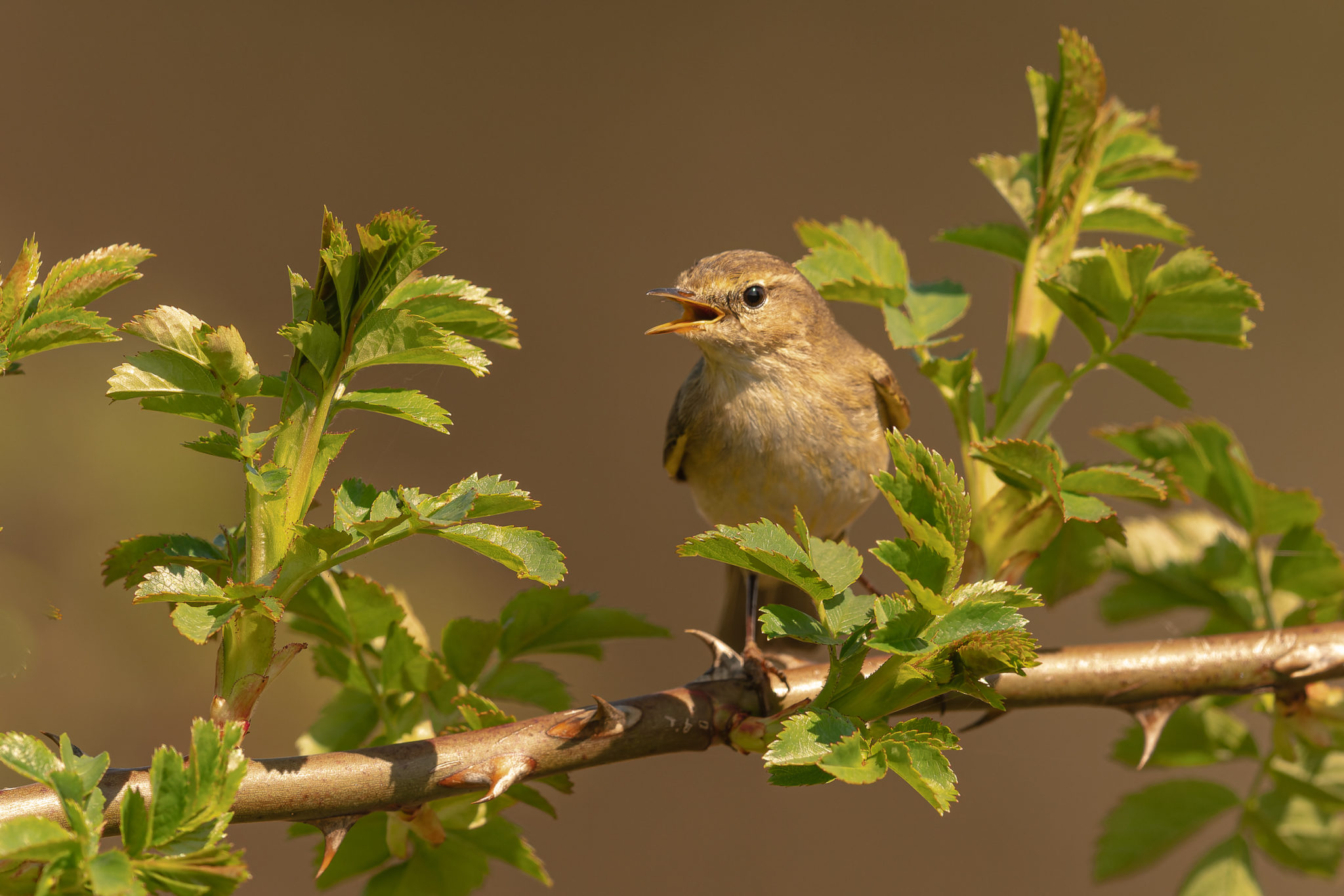 Fitis ( Phylloscopus trochilus), Naturfotografie Olaf & Sylvia Rentzsch