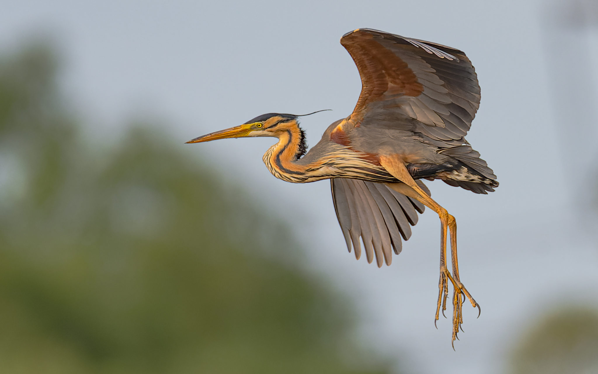 Purpurreiher (Ardea purpurea), Naturfotografie Olaf & Sylvia Rentzsch