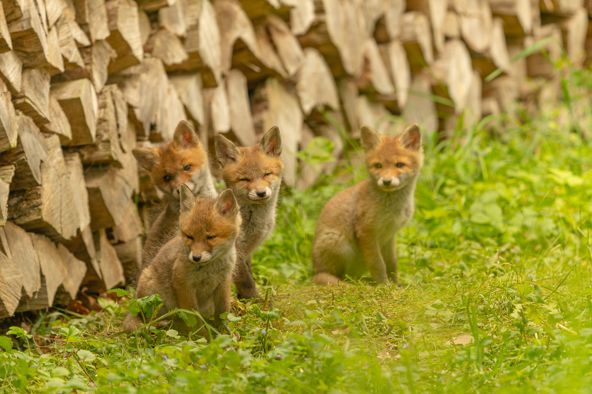 junge Füchse (vulpes vulpes), Naturfotografie Olaf & Sylvia Rentzsch