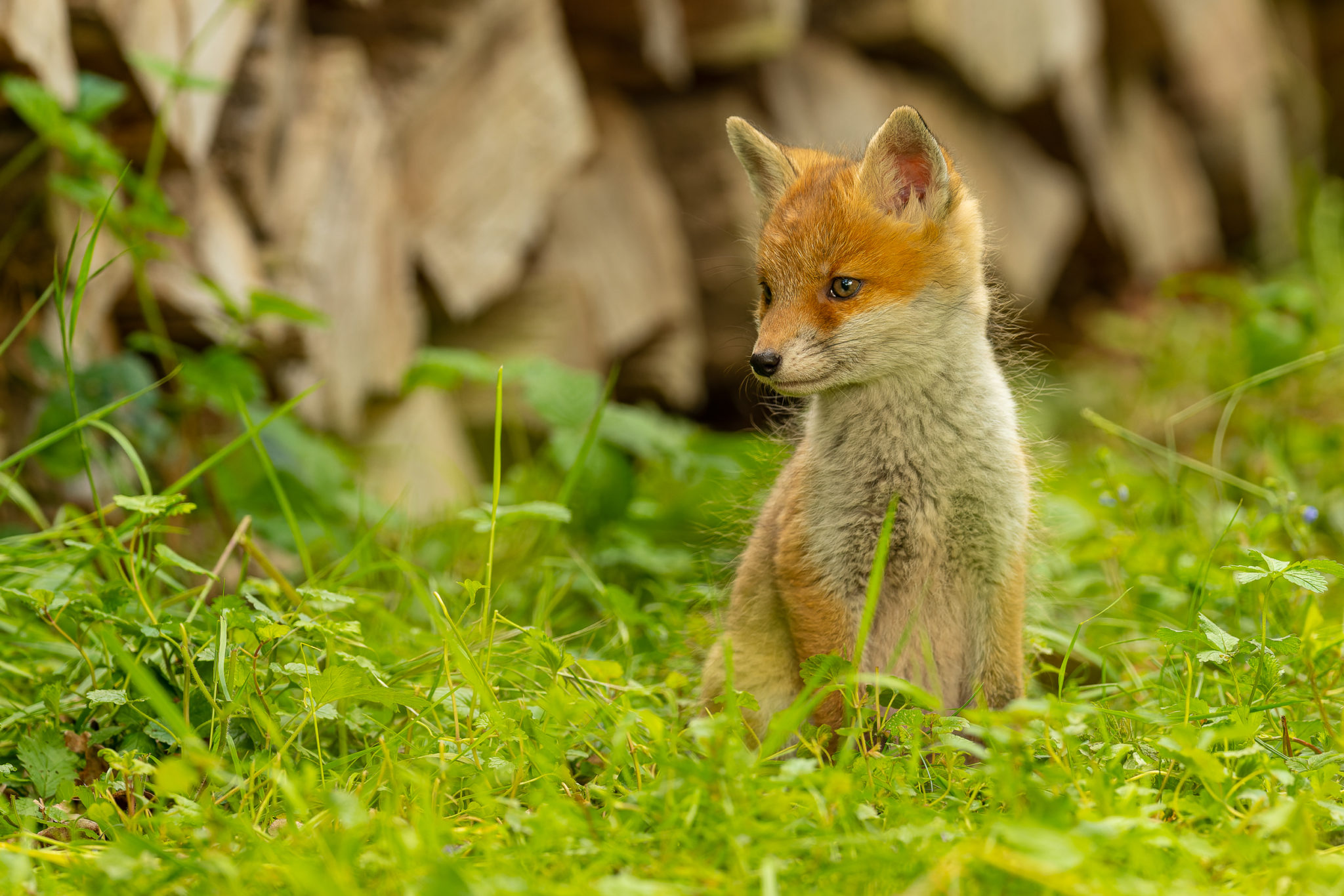 junge Füchse (vulpes vulpes), Naturfotografie Olaf & Sylvia Rentzsch