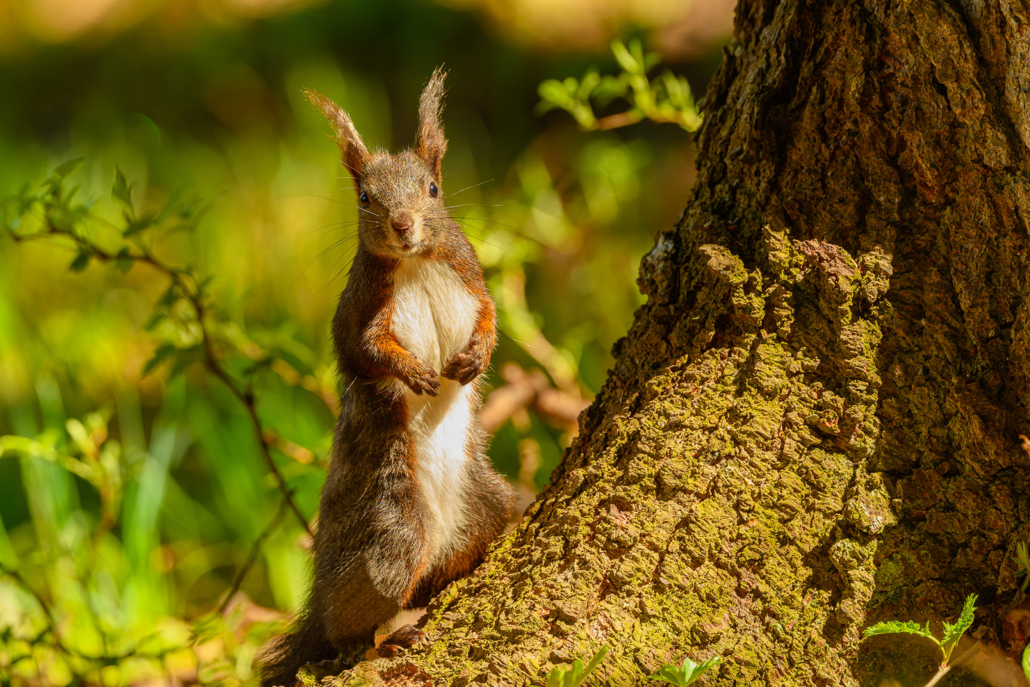 Eurasische Eichhörnchen (Sciurus vulgaris), Naturfotografie Olaf & Sylvia Rentzsch