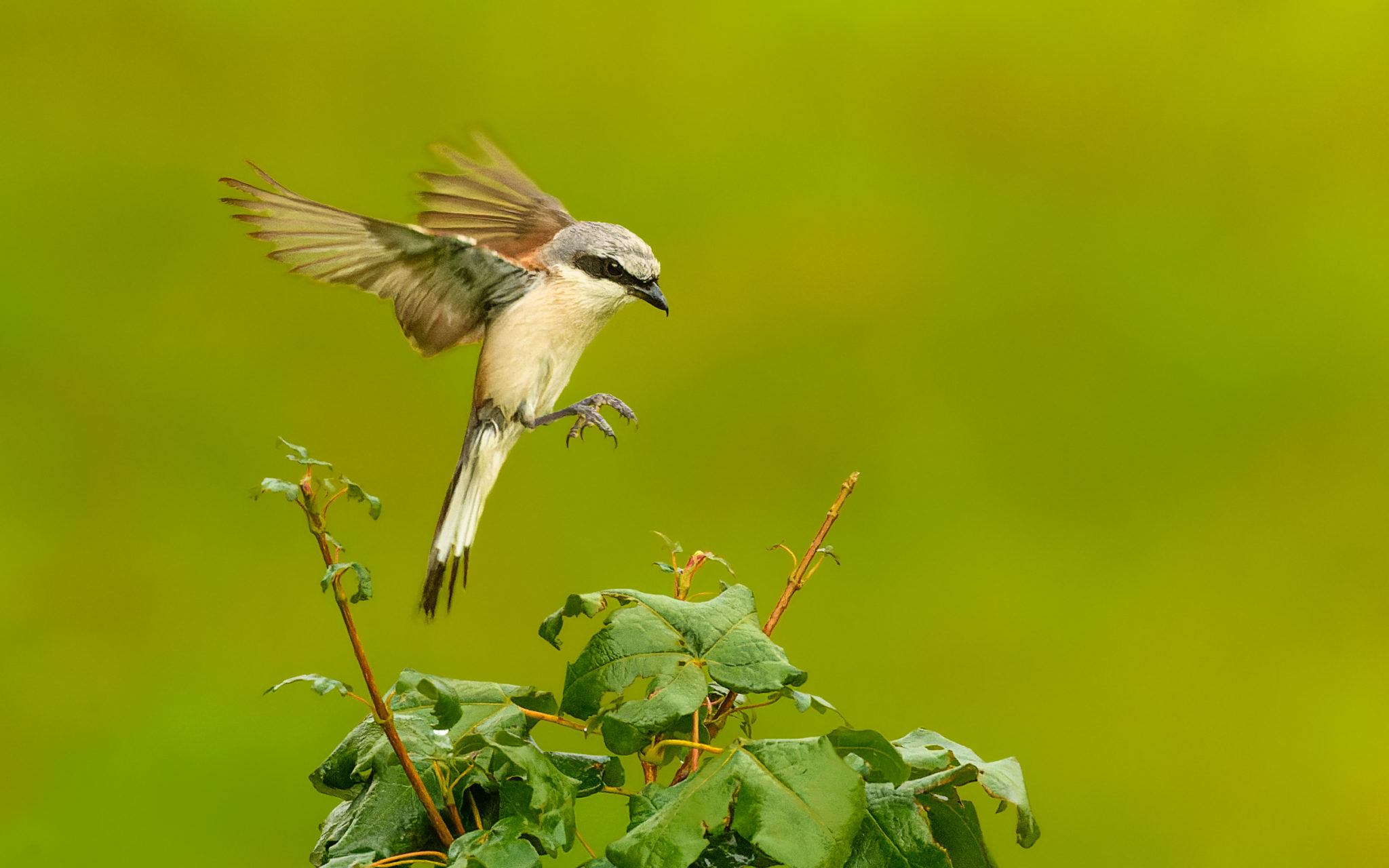 Neuntöter (Lanius collurio), Naturfotografie Sylvia & Olaf Rentzsch