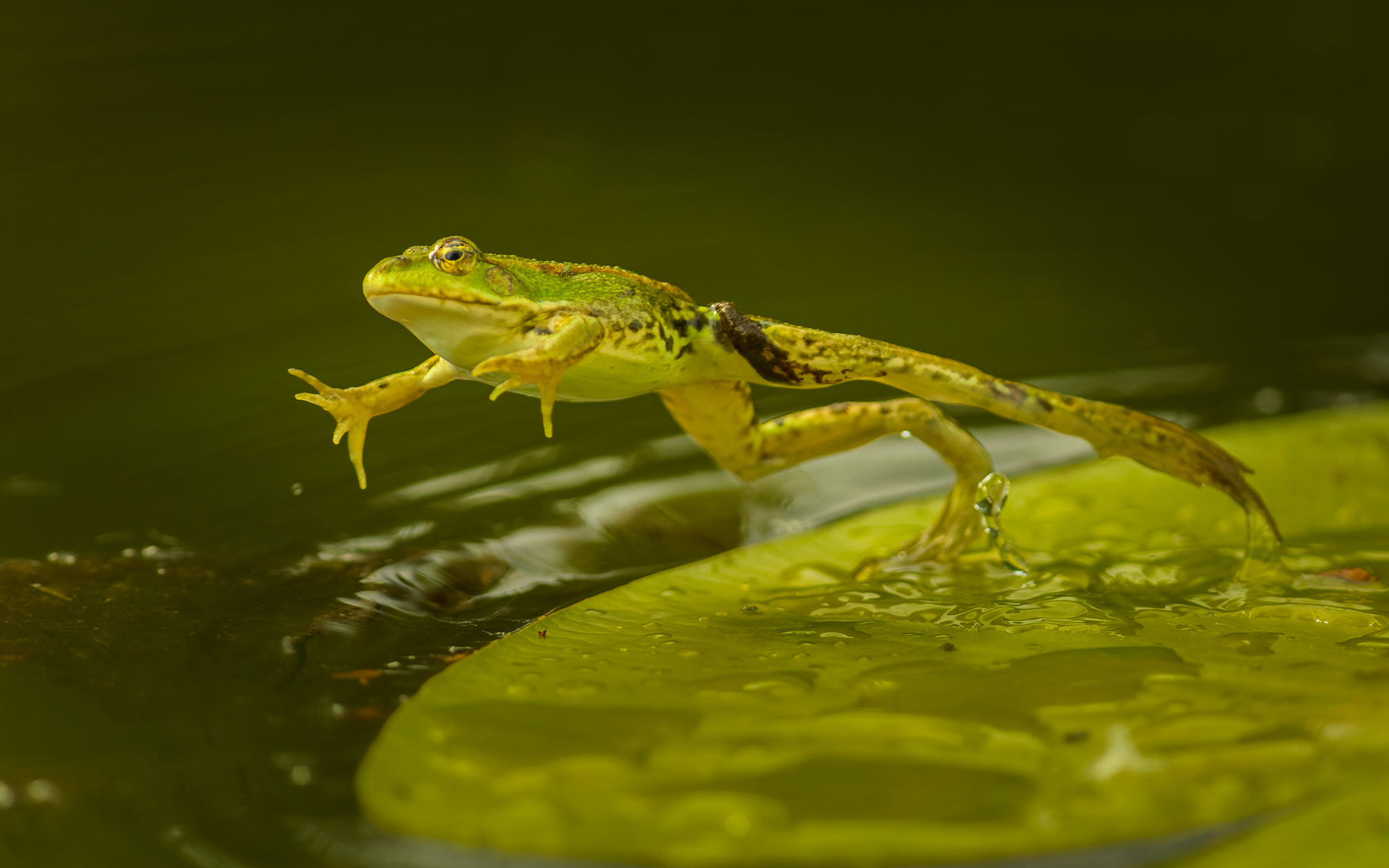 Teichfrosch (Pelophylax), Naturfotografie Sylvia & Olaf Rentzsch