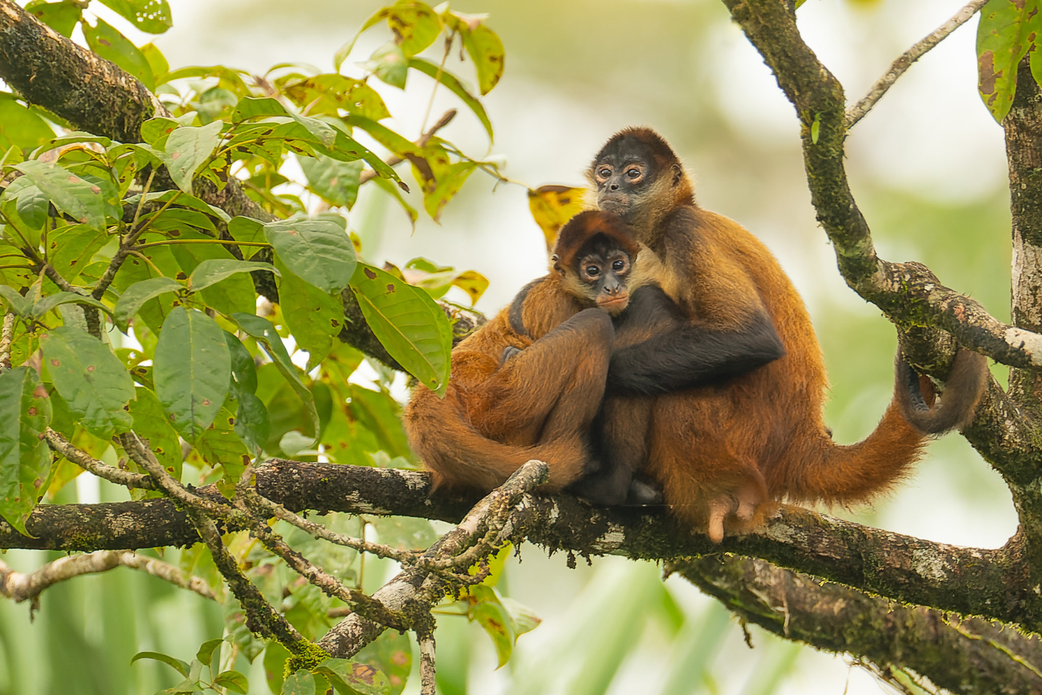 Geoffroy-Klammeraffe (Ateles geoffroyi), Naturfotografie Olaf & Sylvia Rentzsch