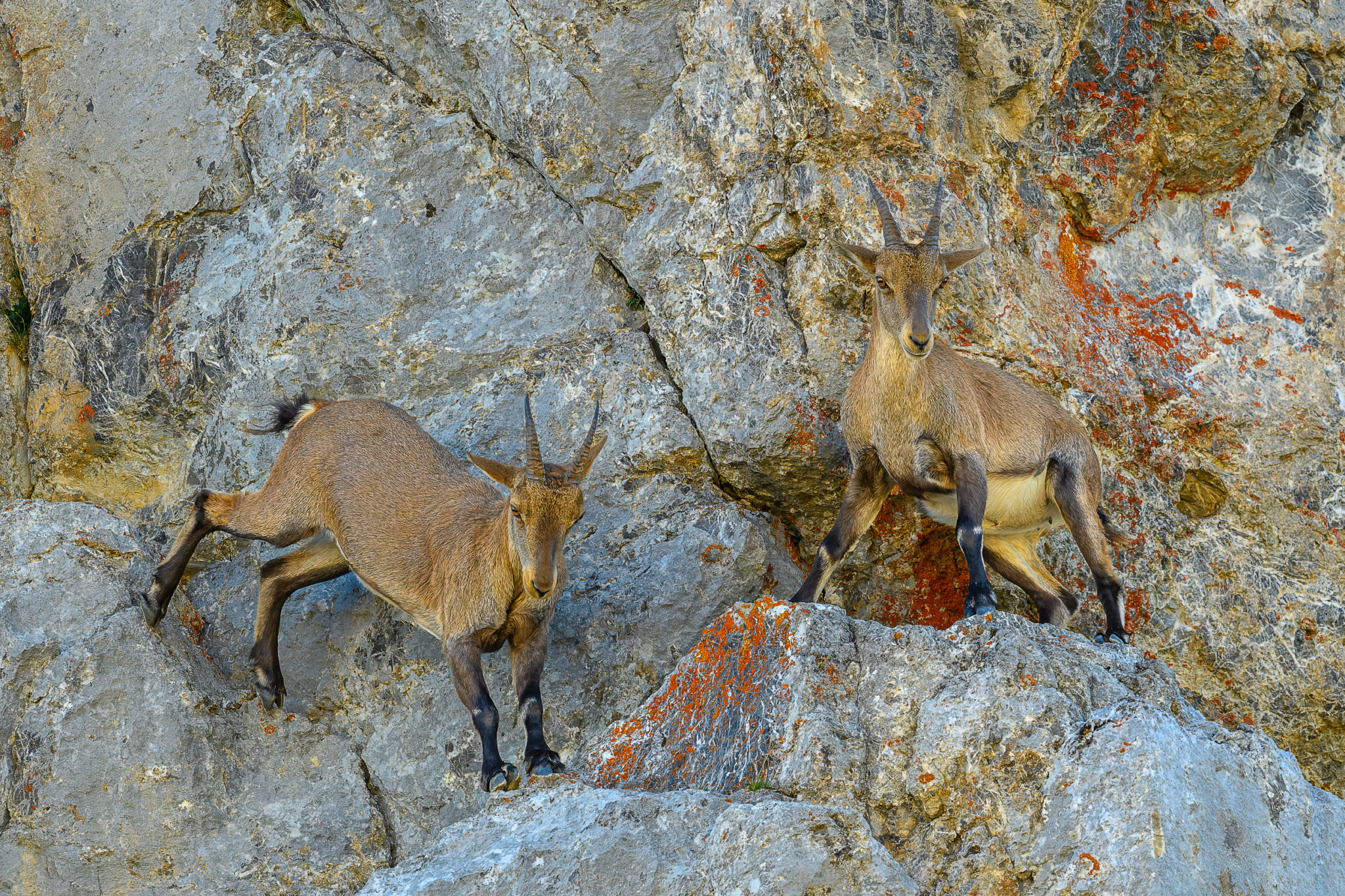 Steinböcke(Capra Ibex) in der Steilwand, Naturfotografie Sylvia & Olaf Rentzsch, Schweiz