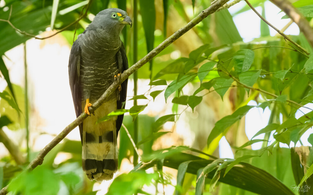 Langschnabelweih (Chondrohierax uncinatus), Naturfotografie Sylvia & Olaf Rentzsch