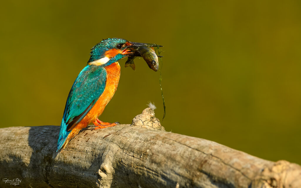 Eisvogel (Alcedo atthis) mit Fisch, Naturfotografie Sylvia & Olaf Rentzsch
