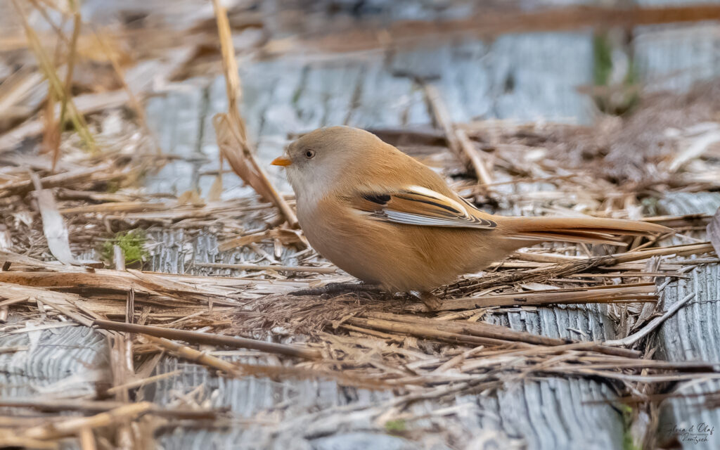 Bartmeise (Panurus biarmicus), Naturfotografie Sylvia & Olaf Rentzsch