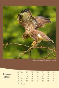 Kalender, Tierkalender, Mäusebussard, Buteo Buteo, Greifvogel,