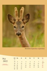 Kalender,Tierkalender,