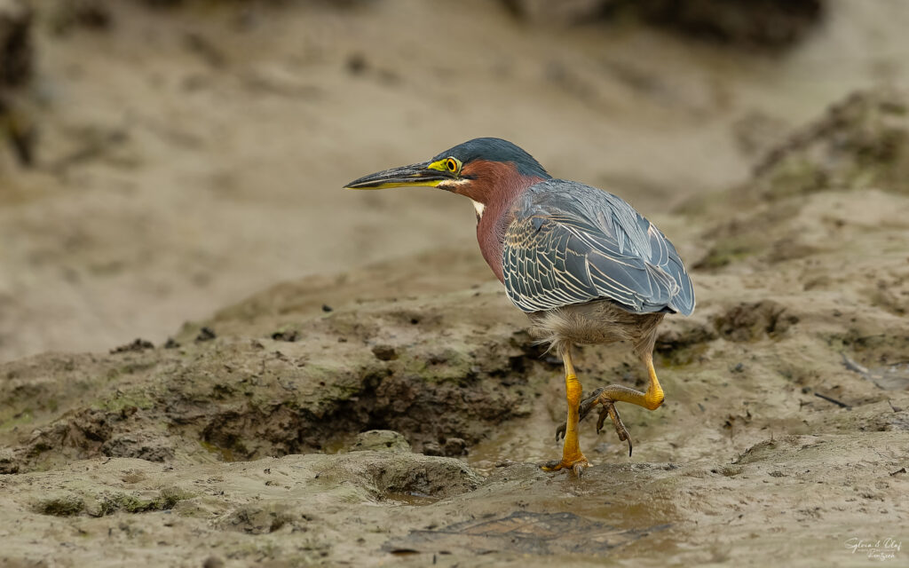 Grünreiher (Butorides virescens) bei der Jagd am Sierpe River, Naturfotografie Sylvia & Olaf Rentzsch