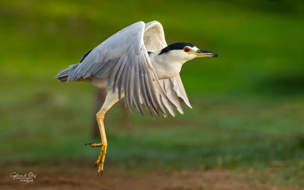 adulter Nachtreiher (Nycticorax nycticorax)